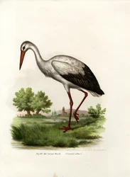 White Stork